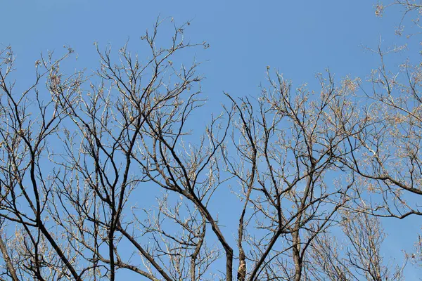 Spätherbst Frühling Kommen Die Blattlosen Bäume Unter Dem Klaren Blauen — Stockfoto