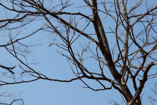 Пізня Осінь Весна Наближається Листяних Дерев Під Ясним Блакитним Небом — стокове фото