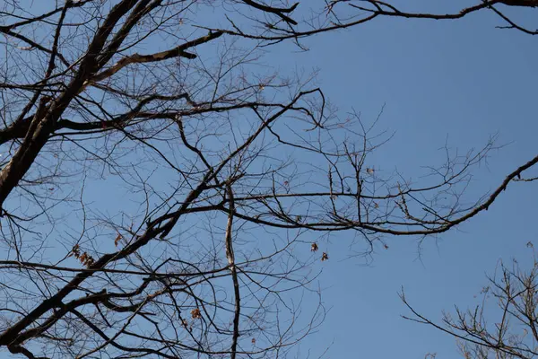 Spätherbst Frühling Kommen Die Blattlosen Bäume Unter Dem Klaren Blauen — Stockfoto