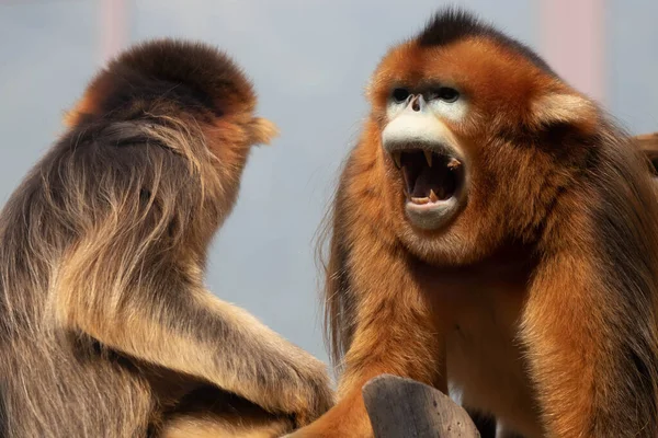 Otec Zlatá Opice Mluví Svým Synem Dvoře — Stock fotografie