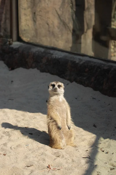 Funny Pose Meerkat Lloking Curiousity — Stock Photo, Image