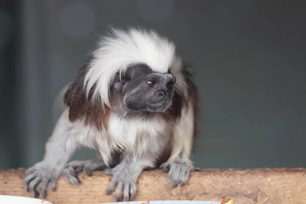 Cute Cotton Top Tamarin Monkey Смотрит Камеру — стоковое фото