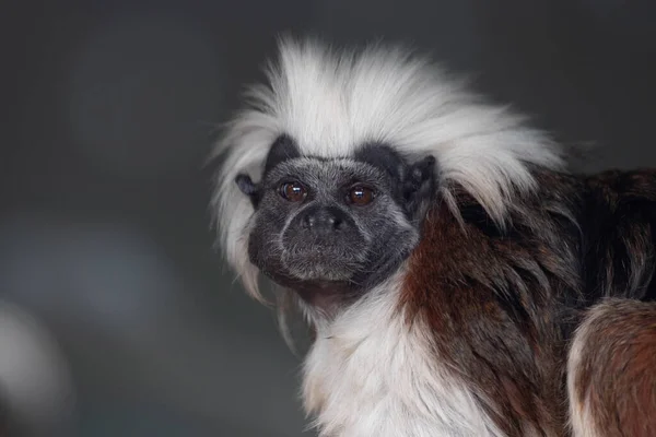 Cute Cotton Top Tamarin Monkey Looking Camera — Stock Photo, Image