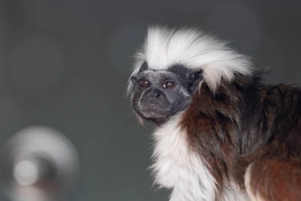 Schattige Cotton Top Tamarin Monkey Kijkt Naar Camera — Stockfoto