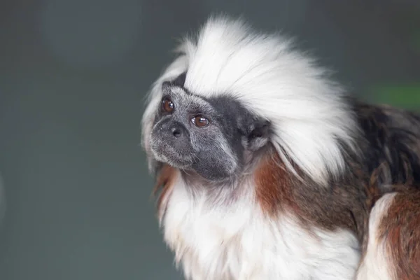 Cute Cotton Top Tamarin Monkey Dívá Kamery — Stock fotografie