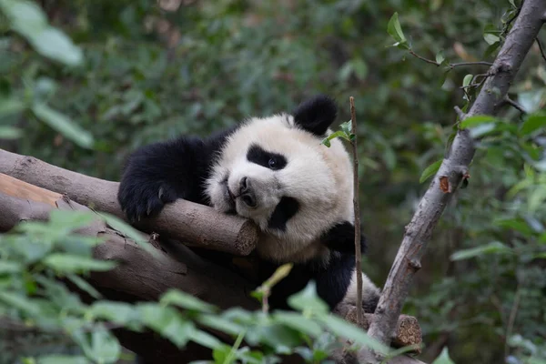 成都市熊猫基地木条上的小熊猫小睡片刻 — 图库照片
