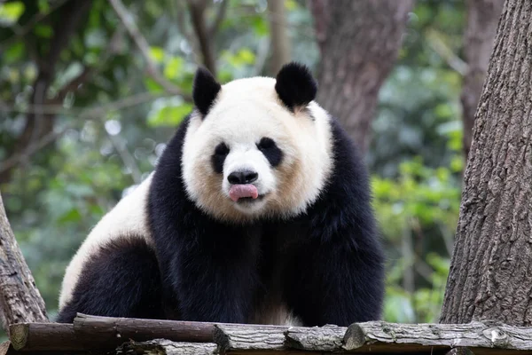 中国成都熊猫基地 爱闹的熊猫伸出舌头 — 图库照片