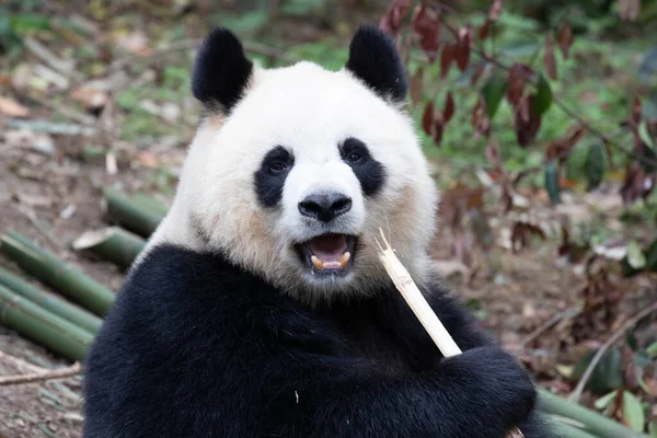 Niedliches Pummeliges Gesicht Lustige Pose Des Großen Pandas Chengdu Panda — Stockfoto