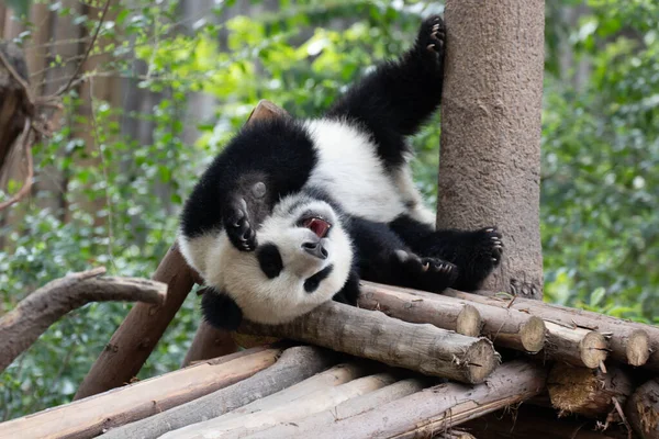 Αστεία Pose Little Panda Κάνει Στάση Του Κεφαλιού Royalty Free Φωτογραφίες Αρχείου