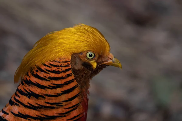 Beautiful Texture Pattern Golden Pheasant Feathers — Stock Photo, Image