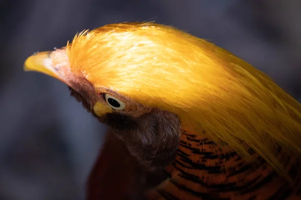 황금색 깃털의 아름다운 — 스톡 사진