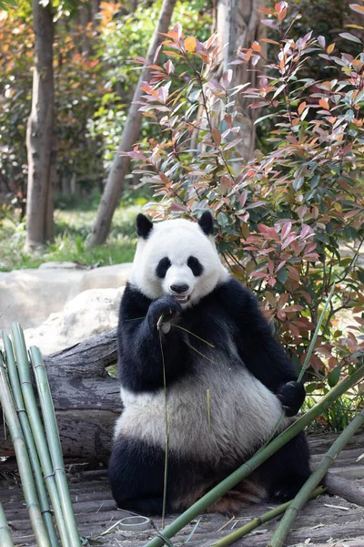 Szczęśliwa Puszysta Panda Chengdu Panda Base Chiny — Zdjęcie stockowe