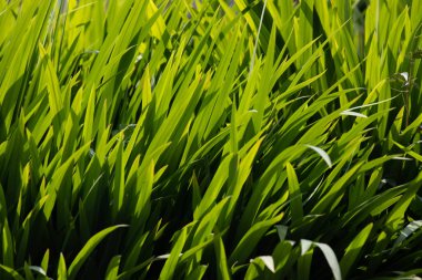 Arkaplan için yeşil yaprakların şekli ve biçimi ile yeşilin farklı tonları