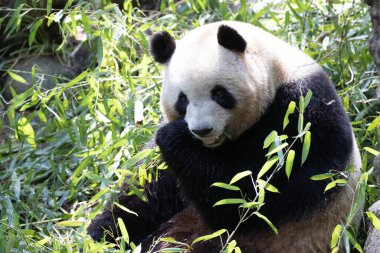 Şirin Dev Panda yeşil bahçede dinleniyor.