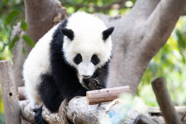Chengdu Panda Üssü, Çin 'de Şirin Küçük Panda
