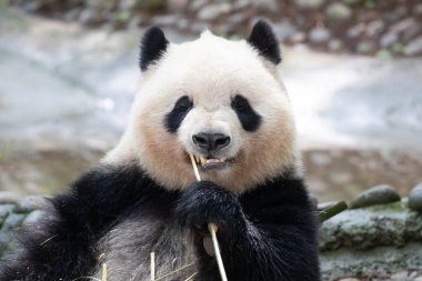 Şirin pofuduk panda, Qi Yi bambu yiyor, Chengdu Panda Üssü, Çin