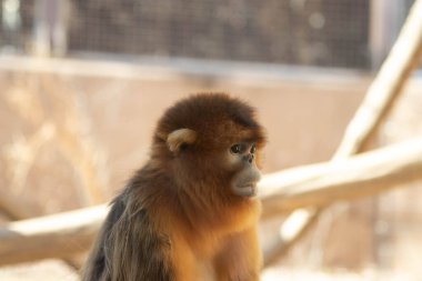 Güzel ve renkli altın maymun bahçede dinleniyor.