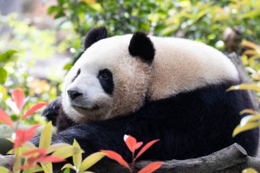 Şirin Dev Panda 'nın komik pozu, Mei Lan namı diğer Rou Rou
