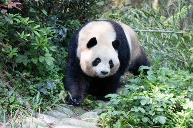 Şirin Dev Panda 'nın komik pozu, Mei Lan namı diğer Rou Rou