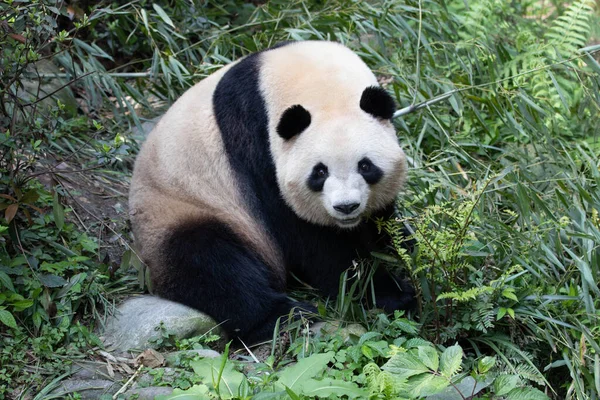 可爱的大熊猫梅兰卡露露的滑稽姿势 — 图库照片