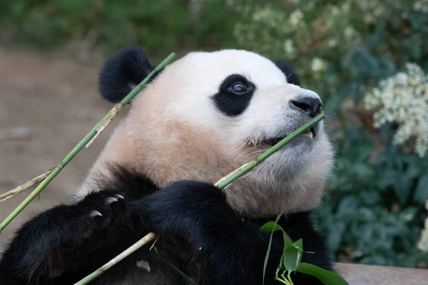 Lustige Pose Von Riesenpanda Bao Essen Von Bambusblättern — Stockfoto