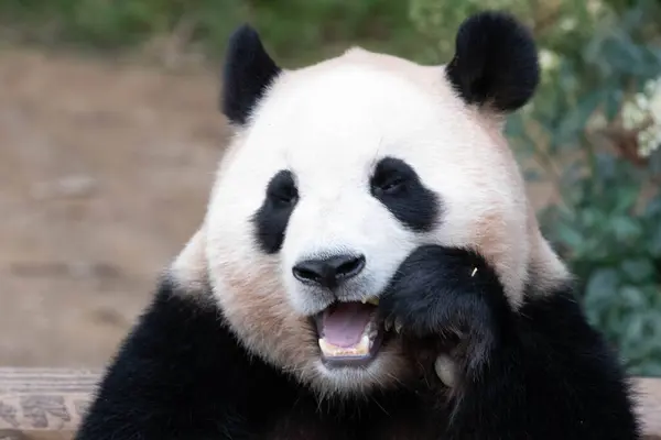 Funny Pose Giant Panda Bao Jíst Bambusové Listy — Stock fotografie