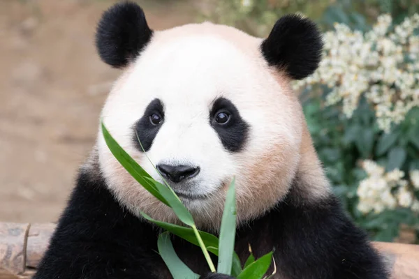 パンダの面白いポーズ フーバオ 竹の葉を食べる — ストック写真