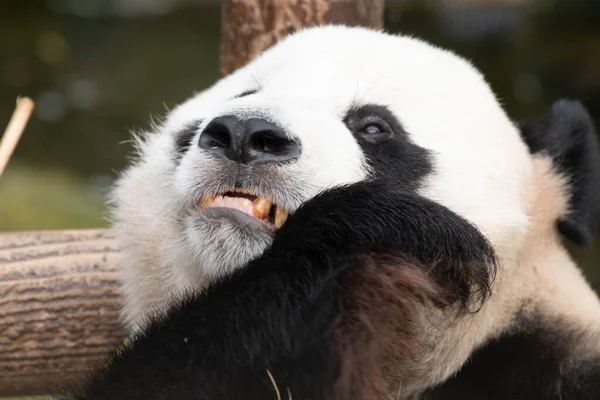 遊び心のあるジャイアントパンダの面白いポーズ 竹の葉を食べる — ストック写真