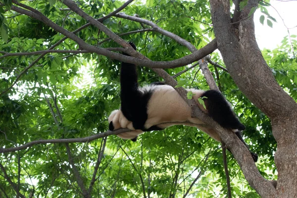 Funny Pose Giant Panda Bao Descansando Árbol Alto —  Fotos de Stock