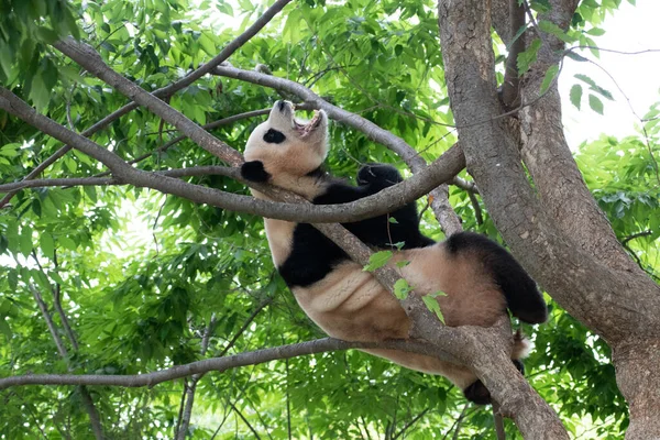 Divertente Posa Panda Gigante Bao Poggiando Sull Albero Alto — Foto Stock