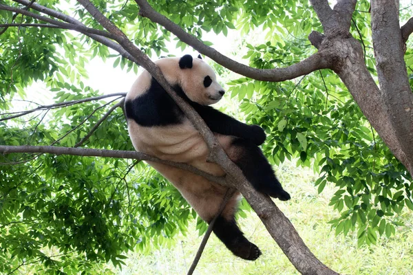 Vicces Pose Giant Panda Bao Pihenés Magas Fán — Stock Fotó