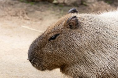 Capybara 'nın yerde komik duruşu