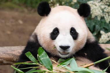 Komik Dev Panda Pozu, Fu Bao