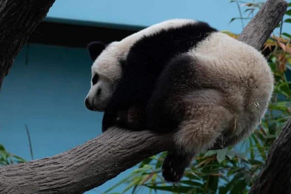 可爱的蓬松熊猫 睡在树上 — 图库照片