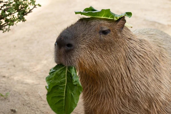 Capybara 'nın yerde komik duruşu