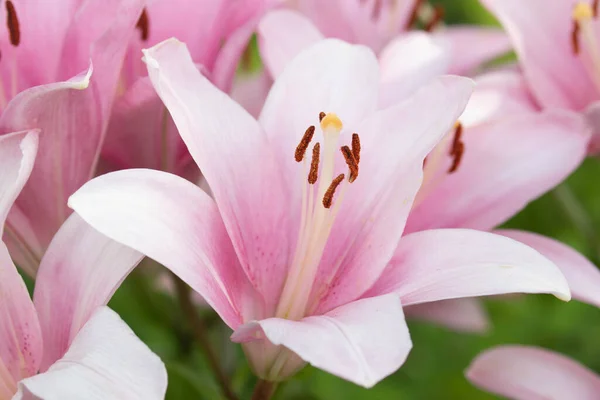 Krása Přírody Forma Vzor Krásné Lily Flower Léto Blíží — Stock fotografie