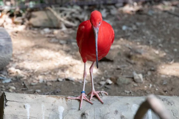 Hermoso Pájaro Escarlata Ibis Pie Junto Estanque —  Fotos de Stock