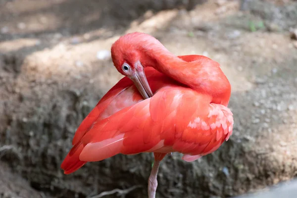 Bonito Pássaro Escarlate Ibis Junto Lagoa — Fotografia de Stock