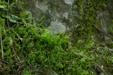 Arkaplan için Yeşil Yosun dokusu ve deseni kapat