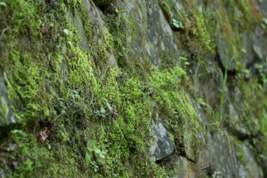 Arkaplan için Yeşil Yosun dokusu ve deseni kapat