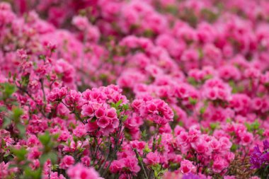 Pembe AZALEA yeni baharı karşılamak için çiçek açıyor