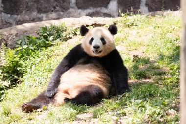 Ağacın altında dinlenen dev bir panda, Chengdu Panda üssü, Çin