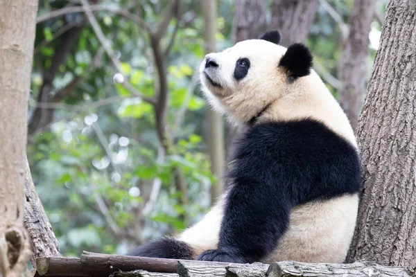 中国成都熊猫基地的大熊猫在树下休息 — 图库照片