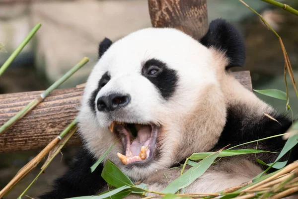 Close Playful Male Panda Bao Everland Jižní Korea — Stock fotografie