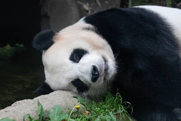Close Playful Male Panda Bao Everland Jižní Korea — Stock fotografie