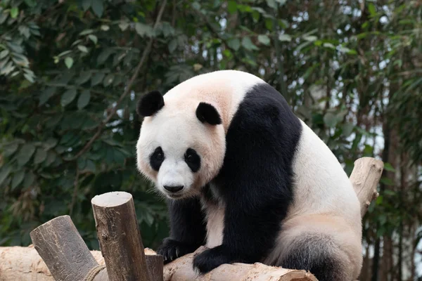 大熊猫的滑稽小猪 — 图库照片