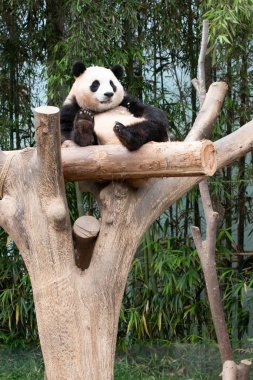 Kapatın Neşeli Erkek Panda, Fu Bao, Everland, Güney Kore