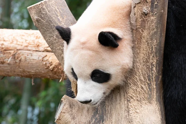 Primer Plano Playful Female Panda Bao Everland Corea Del Sur — Foto de Stock