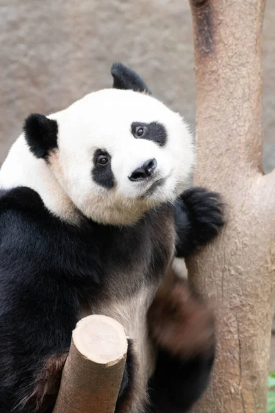 Gros Plan Panda Féminin Ludique Bao Everland Corée Sud — Photo