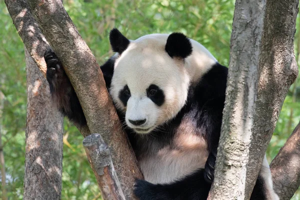 Großaufnahme Verspielter Männlicher Panda Bao Everland Südkorea — Stockfoto